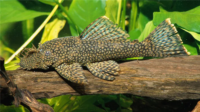 Рыбки анциструсы