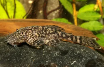 Анциструс Кларо, фото рыбки