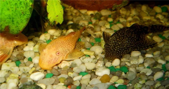 Сом анциструс (45 фото): виды рыбок-присосок, названия, содержание, совместимость, разведение