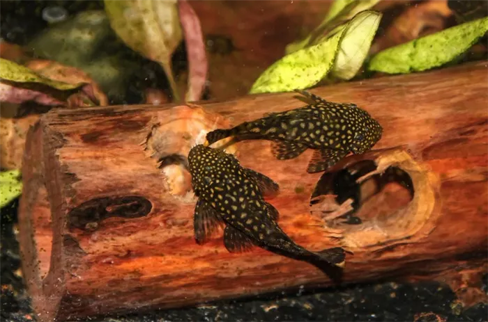 Ancistrusy-na-naturalnoj-koryage