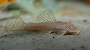 Анциструс Альбинос, фото