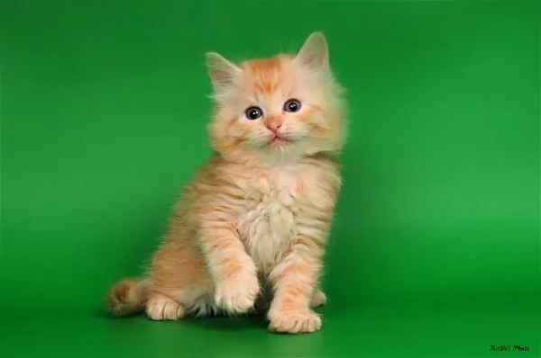 Рыжий сибирский кот - описание породы с фотографиями