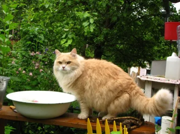 Рыжий сибирский кот - описание породы с фотографиями