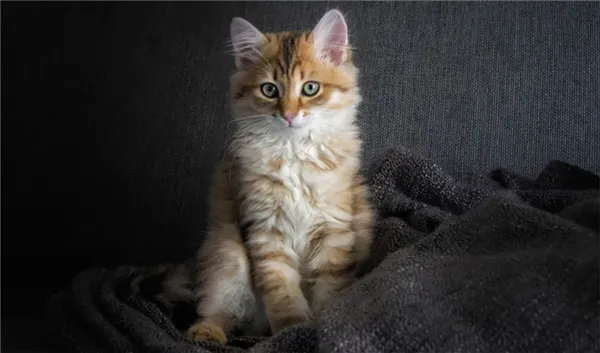 Рыжий сибирский котёнок.jpg