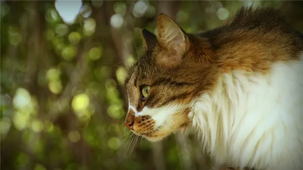 Сибирский кот.jpg