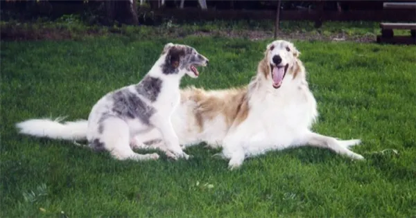 Отношение к хозяину