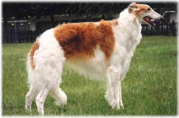 Описание породы русская псовая борзая
