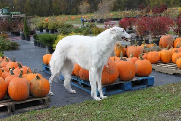 Характер русской борзой