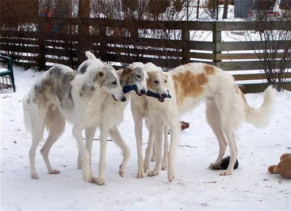 Внешность собаки