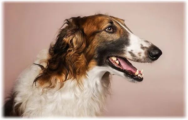 Русская псовая борзая