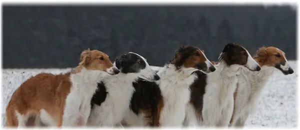 Русская псовая борзая на состязаниях