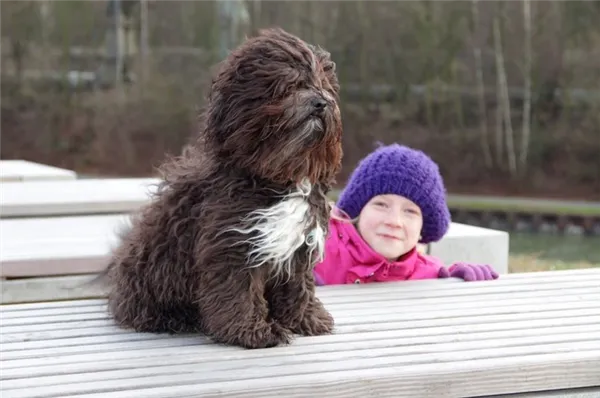 Характер русской цветной болонки