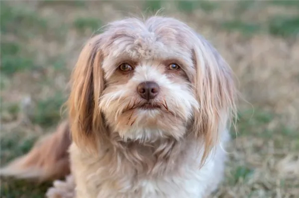 Русская цветная болонка: описание породы