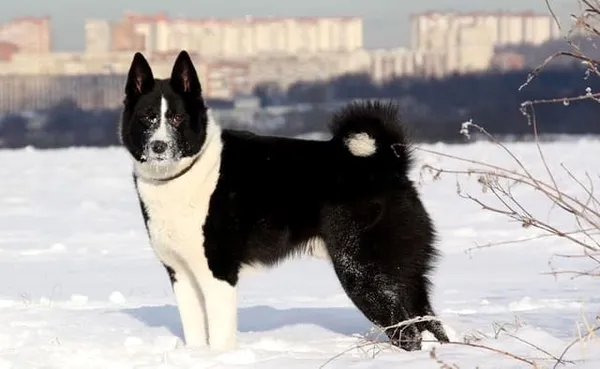 Русско-европейская лайка на зимней прогулке