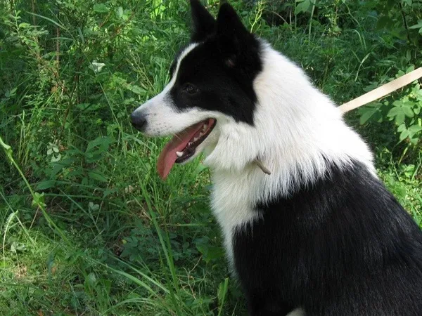 Уход и содержание