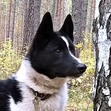 Русско-европейская лайка