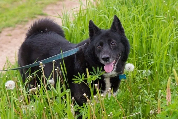 Дрессировка и воспитание