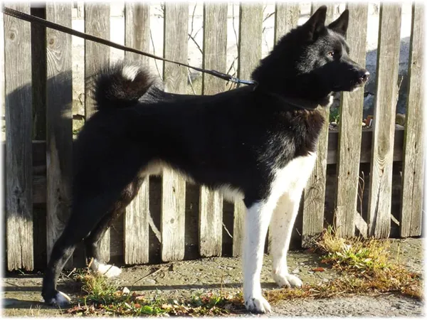 Уход и содержание русско европейской лайки