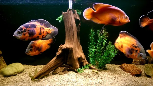 Топ 10 крупных аквариумных рыбок