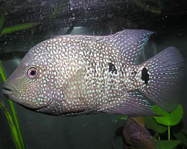 Цихлазома бриллиантовая (Herichthys cyanoguttatus)