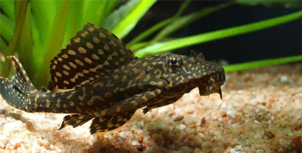 Большие аквариумные рыбки