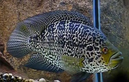 Цихлазома манагуанская или цихлида ягуар