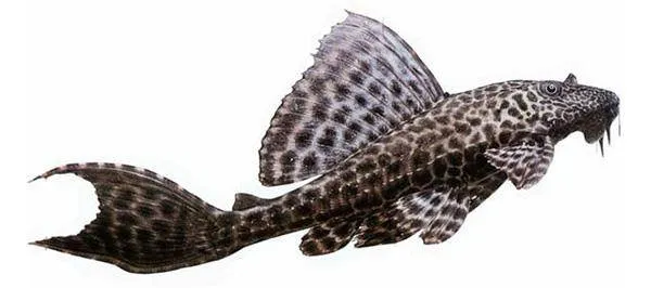 Анциструсы