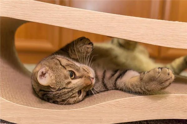 Воспитание самых умных пород кошек