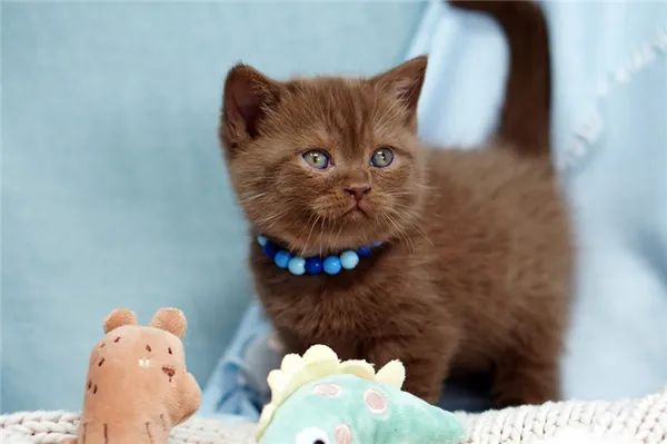 Топ умных пород кошек: британская