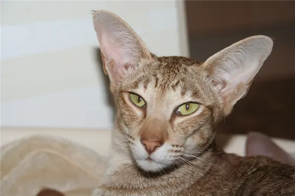 Топ умных пород кошек: ориентальная