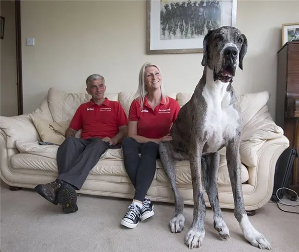 Самые здоровые породы собак: рейтинги с хорошим и крепким здоровьем, маленькие, средние и большие для квартиры, какие меньше всего болеют в мире?
