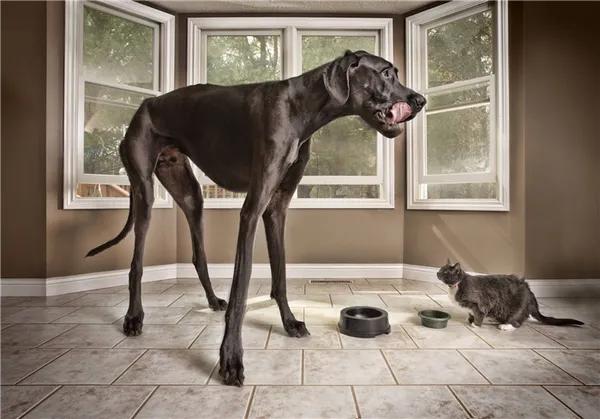 40 самых лучших пород собак. выбираем верного друга!