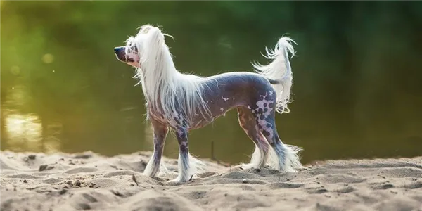 Самые здоровые породы собак. Самые здоровые породы собак. 7