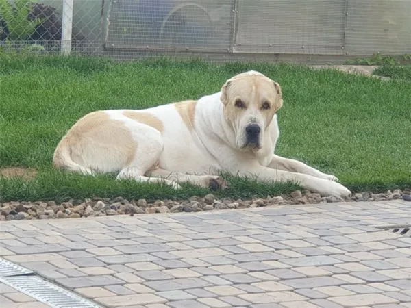 Среднеазиатская овчарка