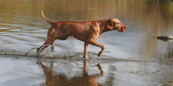 Венгерская выжла