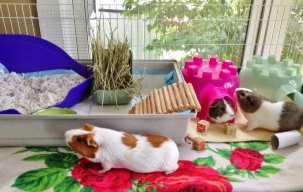 Морские свинки