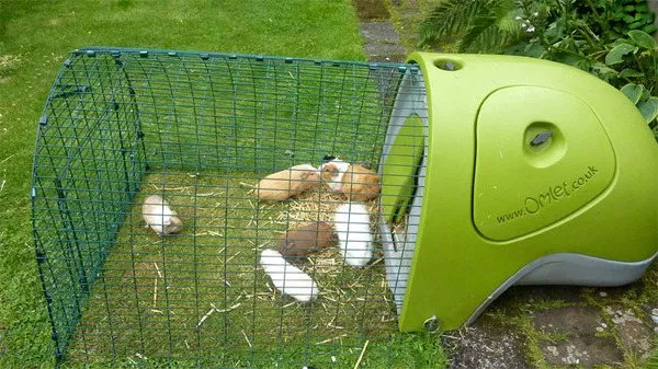 Личное пространство зверька