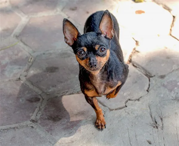 болезни той терьера