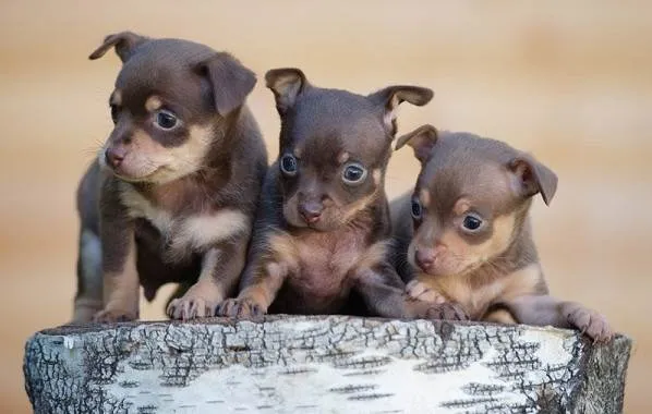 Той-терьер-собака-Описание-особенности-цена-уход-и-содержание-той-терьера-4