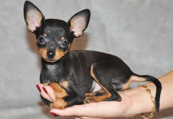 Собаки породы той терьер шоколадного окраса. Той терьер коричневый. 3