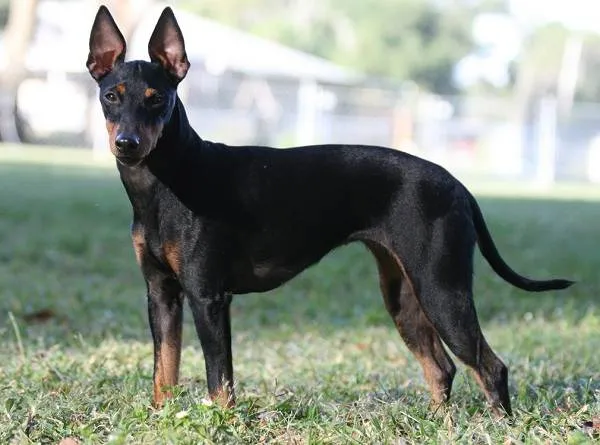 Той-терьер-собака-Описание-особенности-цена-уход-и-содержание-той-терьера-7