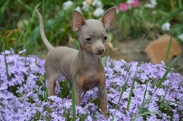 Собаки породы той терьер шоколадного окраса. Той терьер коричневый. 2