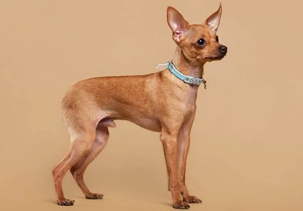 Той-терьер-собака-Описание-особенности-цена-уход-и-содержание-той-терьера-6