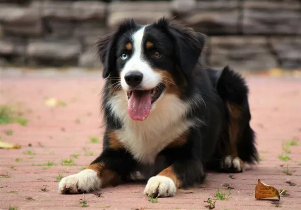 Австралийская овчарка