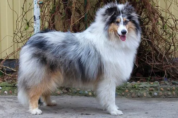 Колли-собака-Описание-особенности-виды-цена-и-уход-за-породой-колли-7