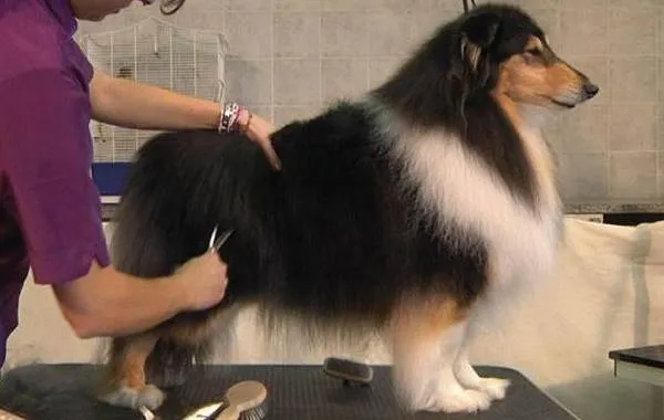 Колли-собака-Описание-особенности-виды-цена-и-уход-за-породой-колли-12