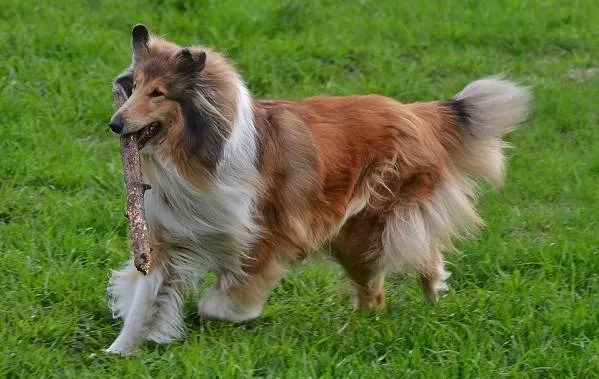 Колли-собака-Описание-особенности-виды-цена-и-уход-за-породой-колли-13