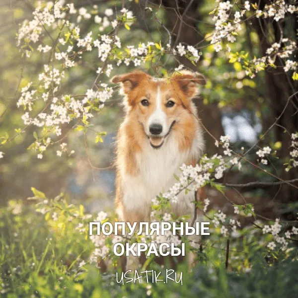 Популярные окрасы колли