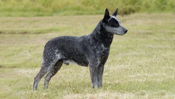 Австралийская короткохвостая пастушья 