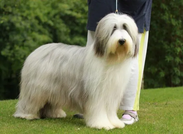 Бородатый колли